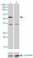 NR2C2 Antibody (monoclonal) (M01)
