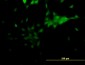 NR2E1 Antibody (monoclonal) (M06)