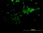 NR2E1 Antibody (monoclonal) (M06)