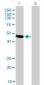 NR2E3 Antibody (monoclonal) (M01)
