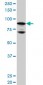 NR3C1 Antibody (monoclonal) (M01)