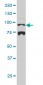 NR3C1 Antibody (monoclonal) (M01)