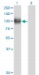NR3C1 Antibody (monoclonal) (M01)