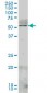 NR4A2 Antibody (monoclonal) (M02)