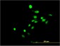 NR4A3 Antibody (monoclonal) (M02)