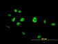 NR4A3 Antibody (monoclonal) (M06)