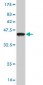 NR4A3 Antibody (monoclonal) (M06)