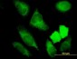 NRBP1 Antibody (monoclonal) (M01)