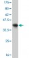 NRBP1 Antibody (monoclonal) (M01)