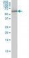 NRBP1 Antibody (monoclonal) (M01)