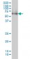 NRBP1 Antibody (monoclonal) (M02)