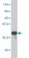 NRF1 Antibody (monoclonal) (M01)