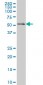 NRF1 Antibody (monoclonal) (M01)