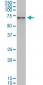 NRF1 Antibody (monoclonal) (M01)