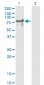 NRF1 Antibody (monoclonal) (M01)