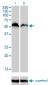NRF1 Antibody (monoclonal) (M01)
