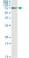 NRP1 Antibody (monoclonal) (M05)