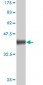 NRP1 Antibody (monoclonal) (M05)