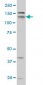 NRP1 Antibody (monoclonal) (M05)