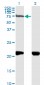 NRP1 Antibody (monoclonal) (M05)
