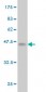 NRP2 Antibody (monoclonal) (M01)