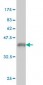 NSEP1 Antibody (monoclonal) (M01)