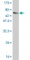 NTRK2 Antibody (monoclonal) (M01)