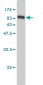 NTRK2 Antibody (monoclonal) (M02)