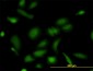 NUDC Antibody (monoclonal) (M01)