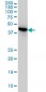 NUDC Antibody (monoclonal) (M01)