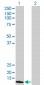 NUDT1 Antibody (monoclonal) (M02)