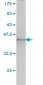 NUMA1 Antibody (monoclonal) (M01)