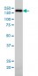 NUMA1 Antibody (monoclonal) (M01)