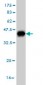 NUP62 Antibody (monoclonal) (M02)