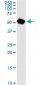 NUP62 Antibody (monoclonal) (M02)