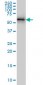 NUP62 Antibody (monoclonal) (M02)