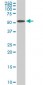 NUP62 Antibody (monoclonal) (M02)