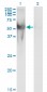 NUP62 Antibody (monoclonal) (M02)