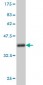 NVL Antibody (monoclonal) (M02)