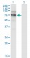 NVL Antibody (monoclonal) (M02)