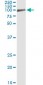 OCLN Antibody (monoclonal) (M01)