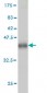 OCLN Antibody (monoclonal) (M01)
