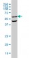 OCLN Antibody (monoclonal) (M01)