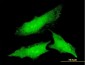 ODC1 Antibody (monoclonal) (M01)