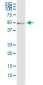 ODC1 Antibody (monoclonal) (M01)