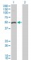 ODC1 Antibody (monoclonal) (M01)