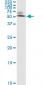 ODC1 Antibody (monoclonal) (M01)