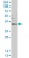 OTUB1 Antibody (monoclonal) (M09)