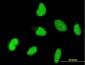 OTX1 Antibody (monoclonal) (M01)