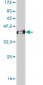 OTX1 Antibody (monoclonal) (M01)